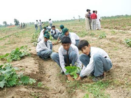 Plantation Campaign 2009