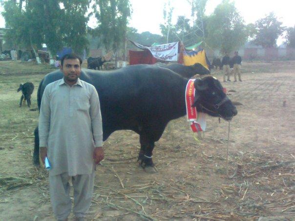 National Buffalo Show (Quomi Bhens Mela)
